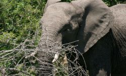 Suedafrika, Elefant beim Fressen
